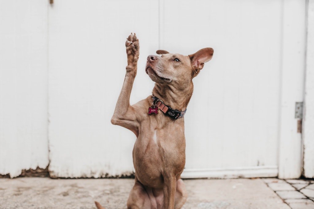 犬の画像